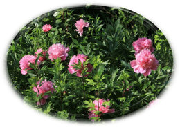 Pivoine - Paeonia