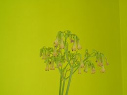 Kalanchoe daigremontiana