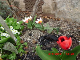 mes premieres tulipes