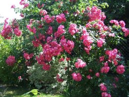 marre de la maladie des taches noires sur mes rosiers 