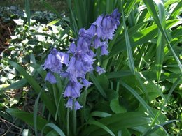 mes premieres tulipes