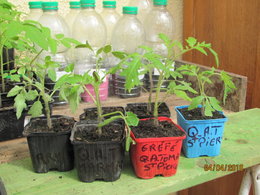 tomates gréffées