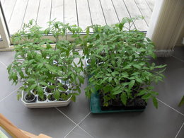 plants de tomates