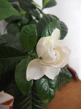 Gardenia jasminoides 'Kleim's Hardy'