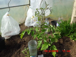 tomates gréffées