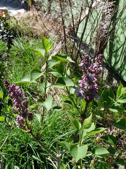 patates et lilas