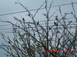 les oiseaux de mon jardin