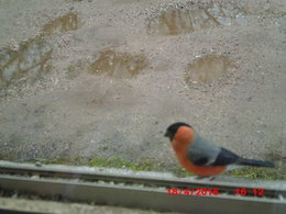 les oiseaux de mon jardin