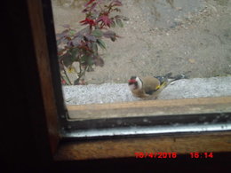 les oiseaux de mon jardin