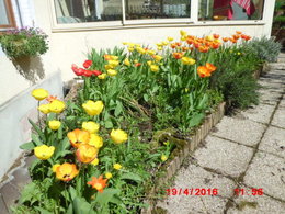tulipes 