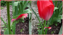 Fleur de Tulipe . . . 