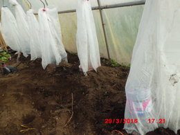 Mise en place de mes tomates dans la serre