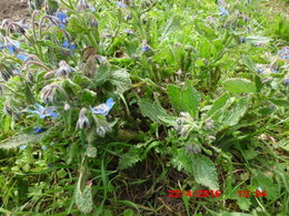 FLEURS ET PLANTES DE MON JARDIN