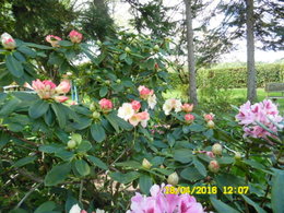 Rhododendron