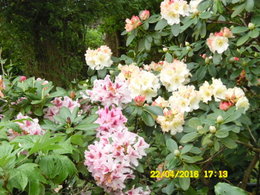 Rhododendron