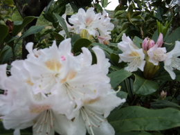 Rhododendron