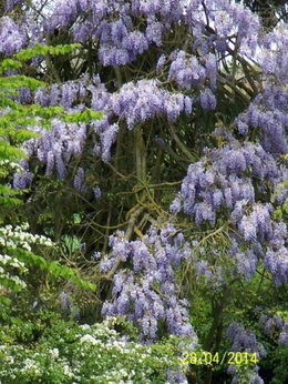 Glycine fleurie 