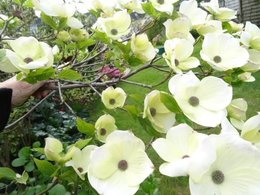 Avez-vous un CORNUS WHITE WONDER dans votre jardin ?