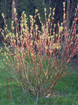 Avez-vous un CORNUS WHITE WONDER dans votre jardin ?