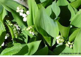 Muguet - Convallaria majalis