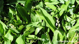 Muguet - Convallaria majalis