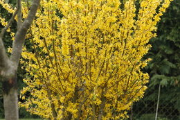 Taille du forsythia