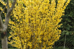 Taille du forsythia