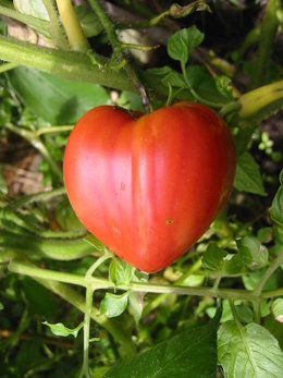 différentes variétés de tomates .