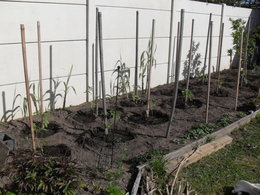 la tomate va a l'eau et pas l'inverse !