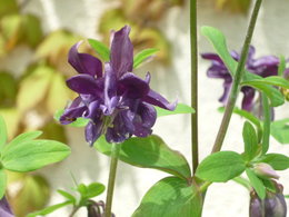 fleurs de mon jardin