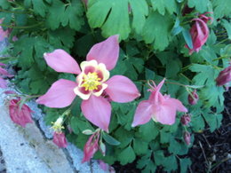 fleurs de mon jardin