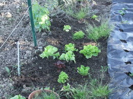 la tomate va a l'eau et pas l'inverse !