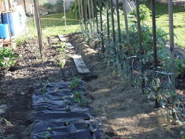 la tomate va a l'eau et pas l'inverse !