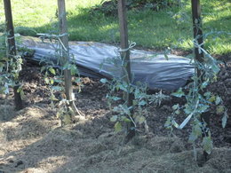 la tomate va a l'eau et pas l'inverse !