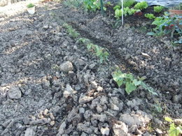 la tomate va a l'eau et pas l'inverse !