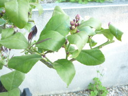 Au secours , mon citronnier a les feuilles qui s'enroulent !