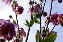 fleurs de mon jardin