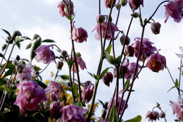 fleurs de mon jardin