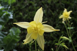 fleurs de mon jardin