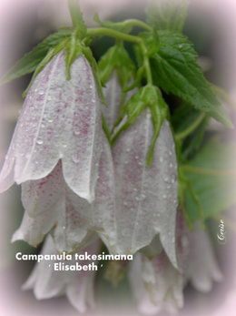 Campanule - Campanula grandiflorus