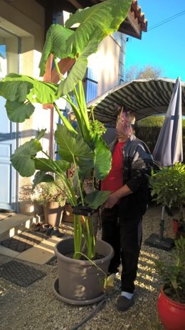 Renseignement sur espèce Alocasia 'oreille d’éléphant...)