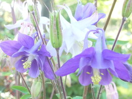 fleurs de mon jardin