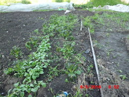 la tomate va a l'eau et pas l'inverse !