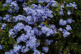 Plumbago du Cap - Plumbago auriculata