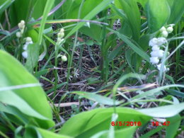 fleurs de mon jardin