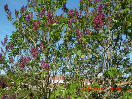 fleurs de mon jardin