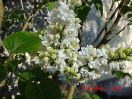 fleurs de mon jardin