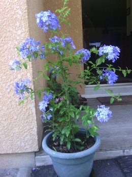 Plumbago du Cap - Plumbago auriculata