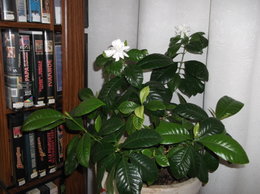 Gardenia jasminoides 'Kleim's Hardy'