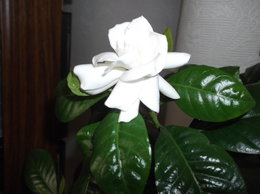 Gardenia jasminoides 'Kleim's Hardy'